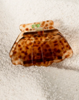GIGI - Mini coquillage