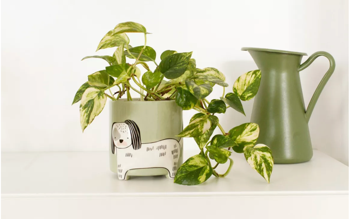 WINKEE - POT DE FLEURS - CHIEN